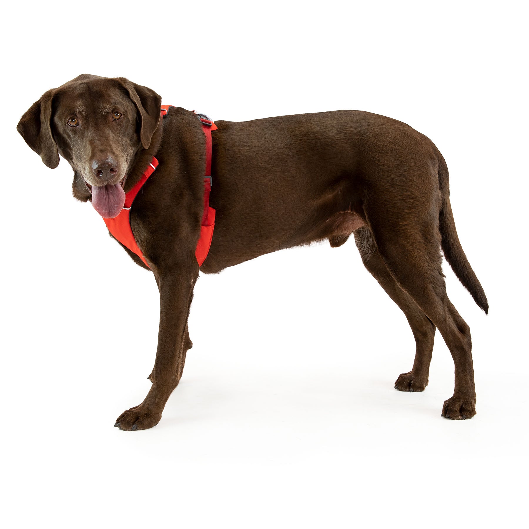 Ruffwear Front Range Dog Harness – 53 Degrees North