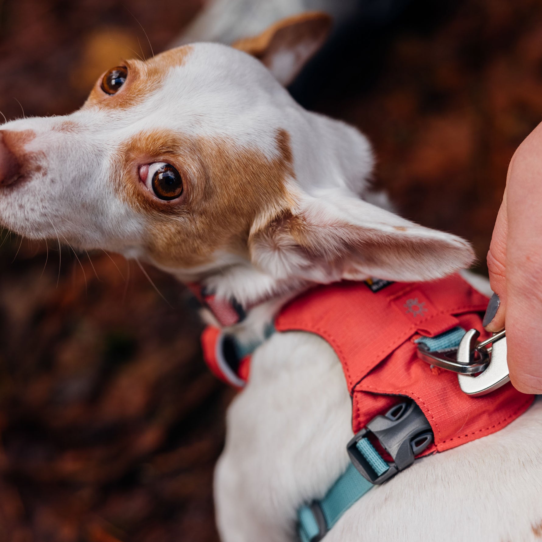 Ruffwear Hi & Light Lightweight Dog Harness 