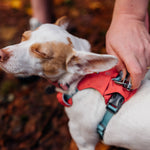 Ruffwear Hi & Light Lightweight Dog Harness 