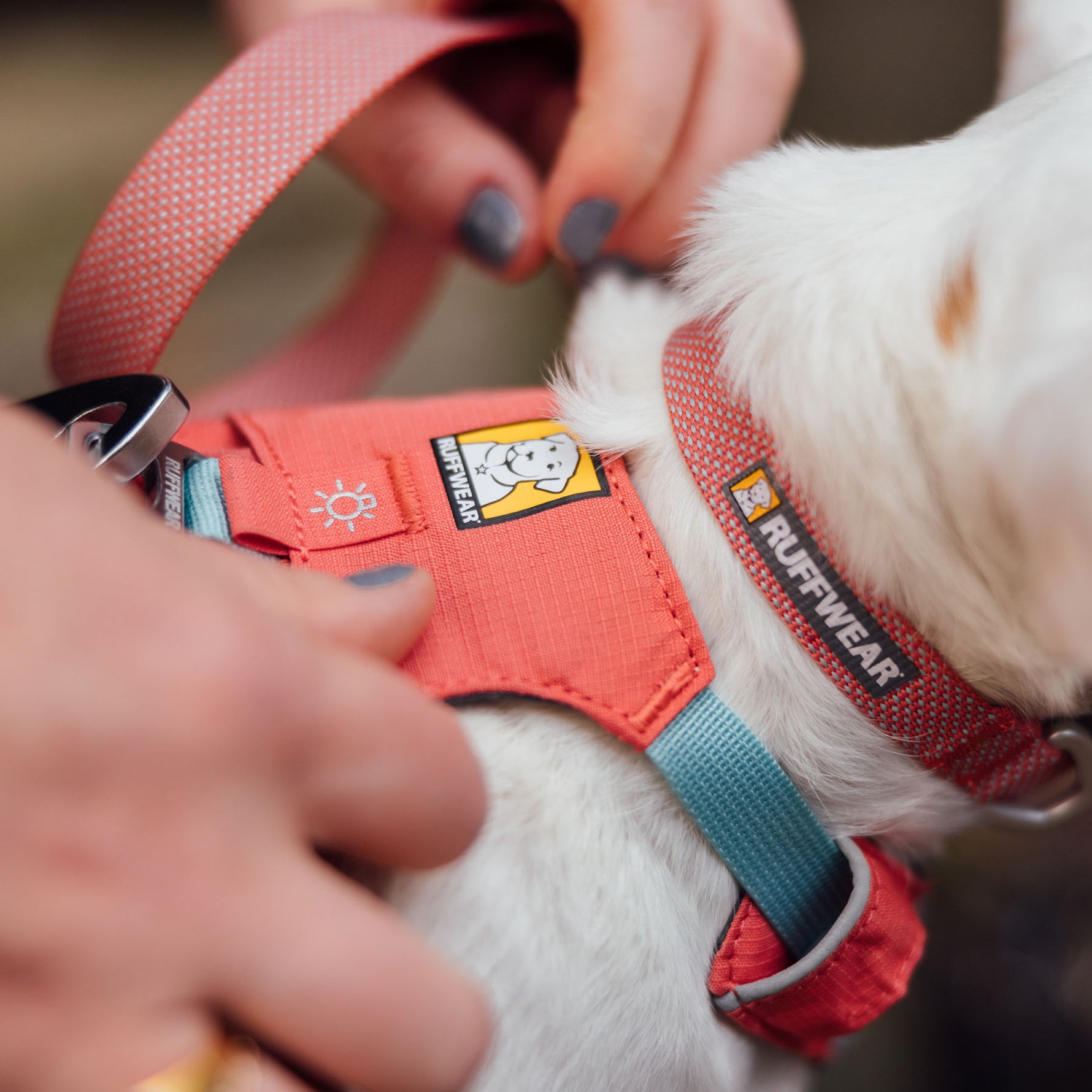 Ruffwear Hi & Light Lightweight Dog Harness 