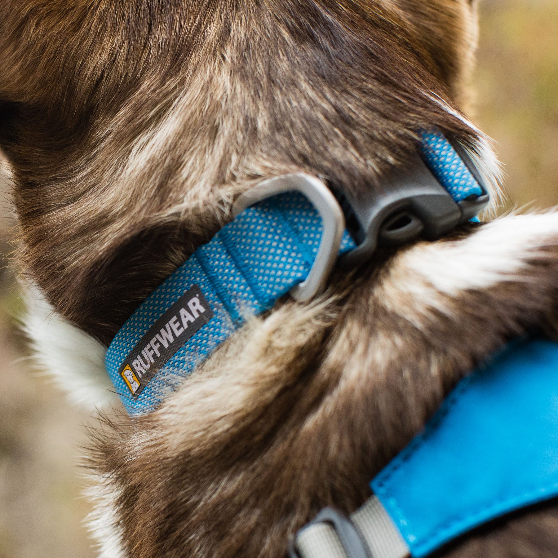 Ruffwear collar 2024