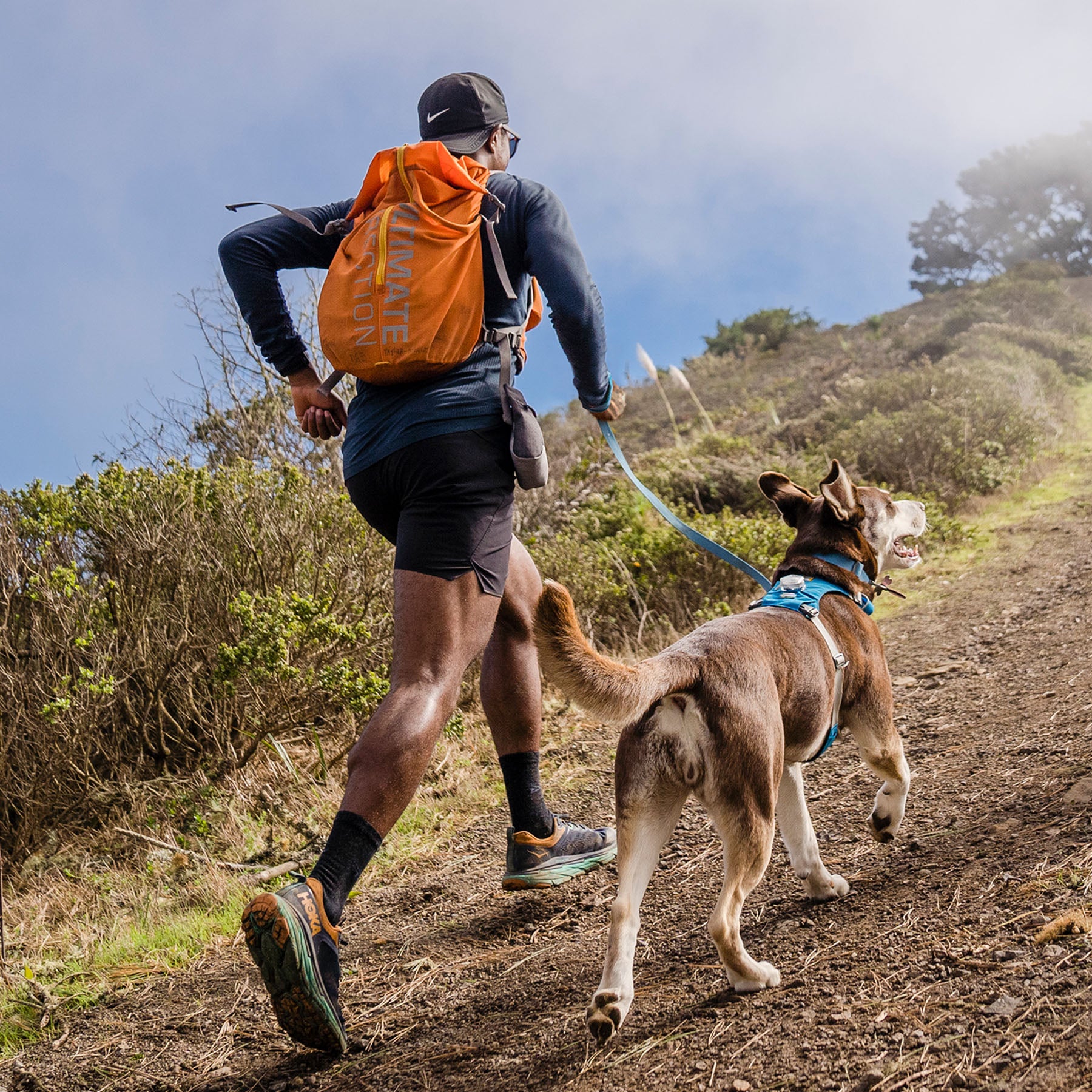 Trail running shop dog harness